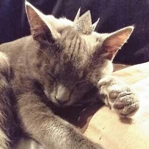 Meet your Posher, Toni